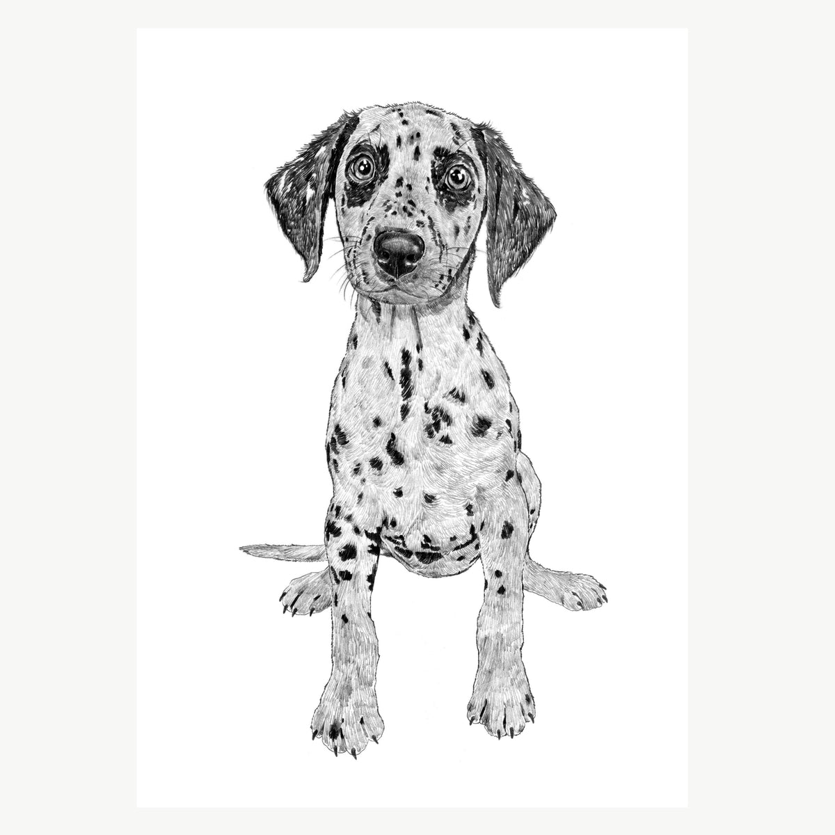 Mini dalmatian puppies hotsell