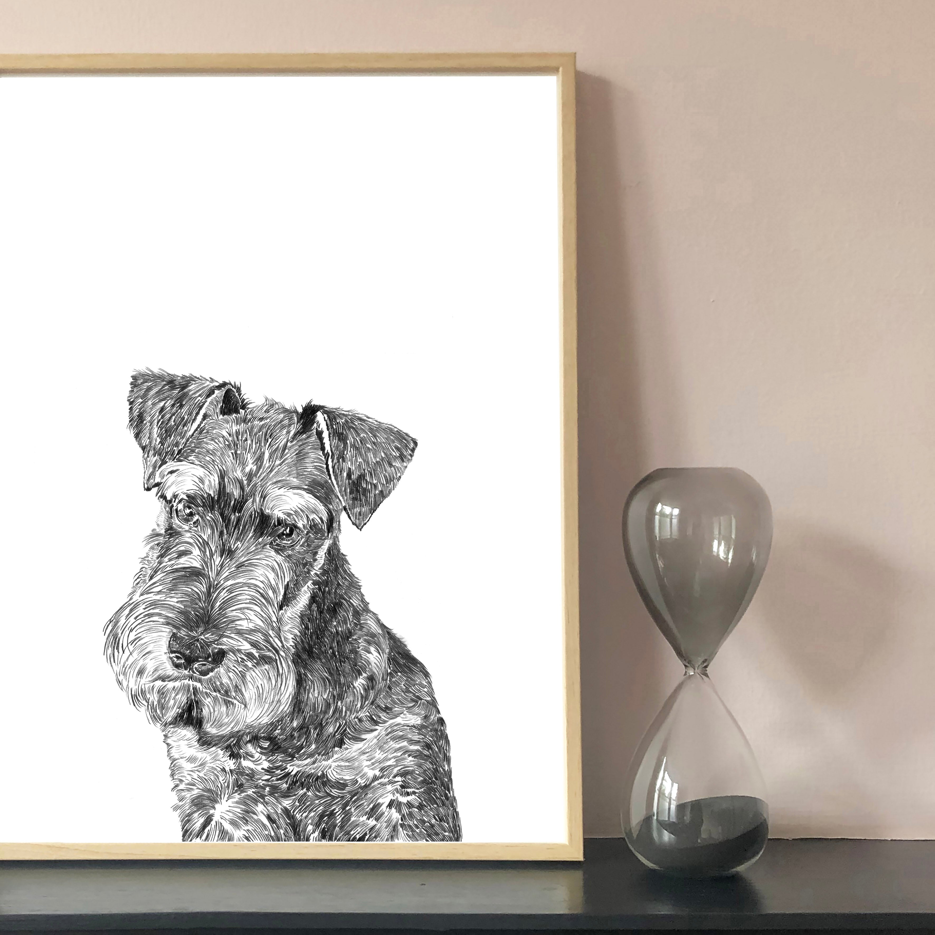 Fox shop terrier schnauzer