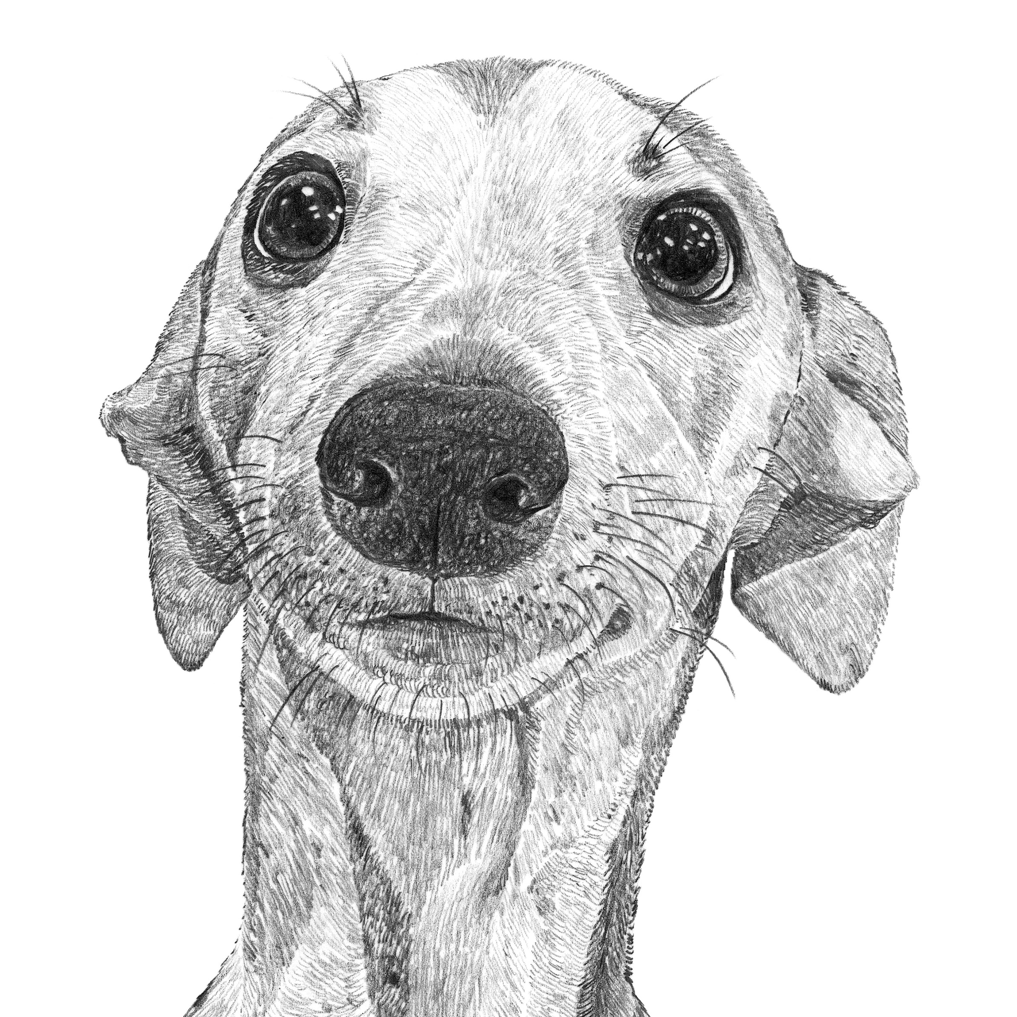 Whippet Puppy Art Print