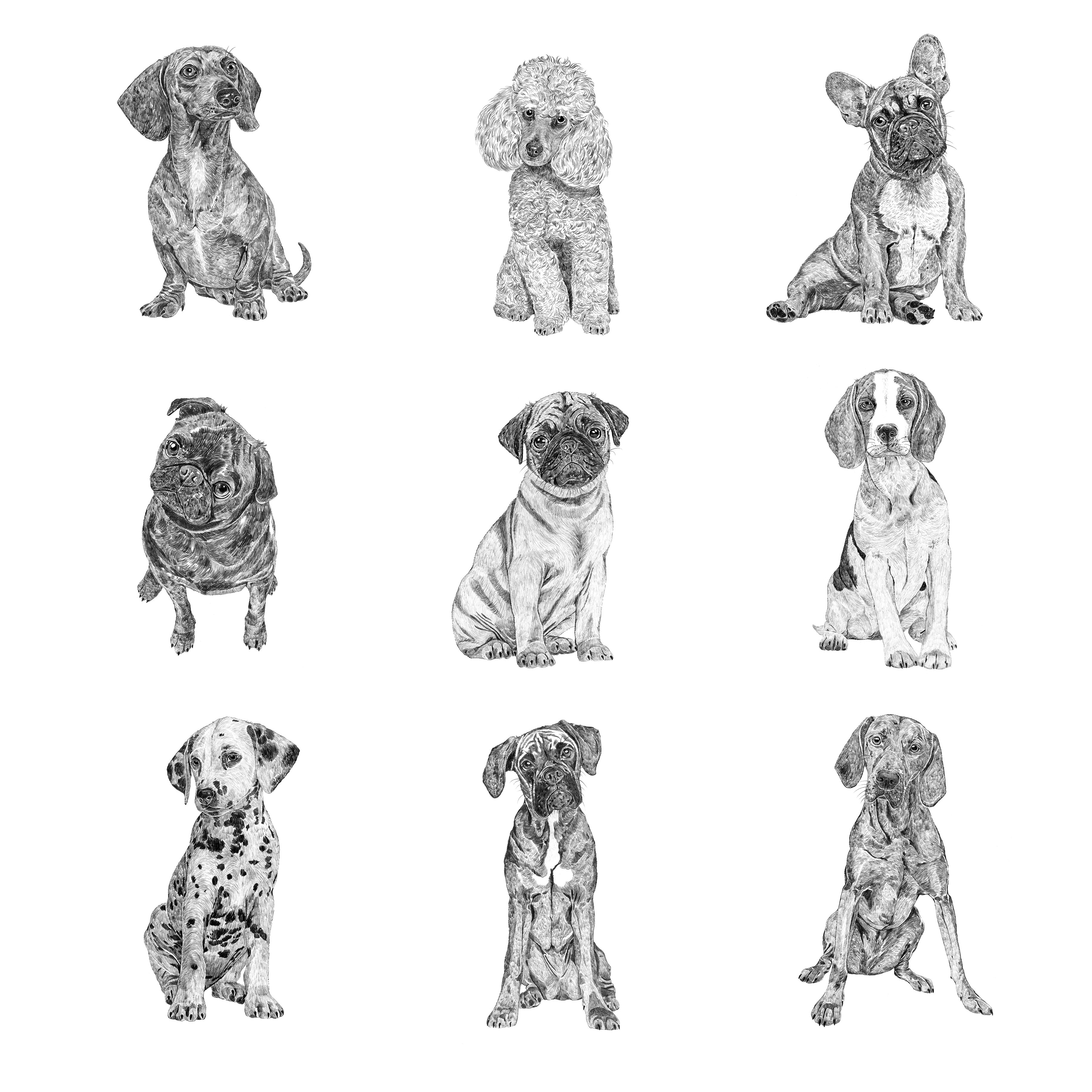 Dachshund Dapple A4 Print