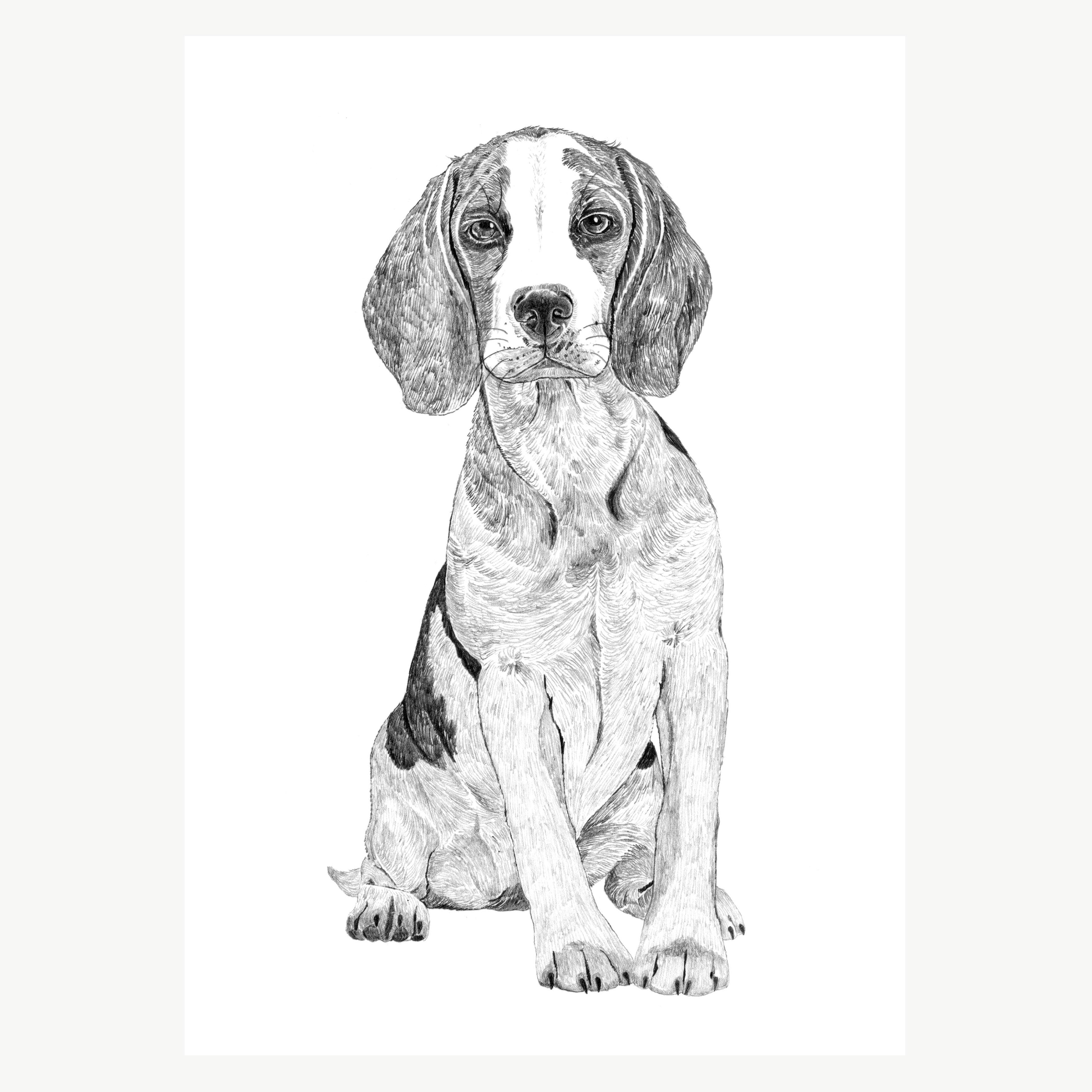 Beagle A4 Print