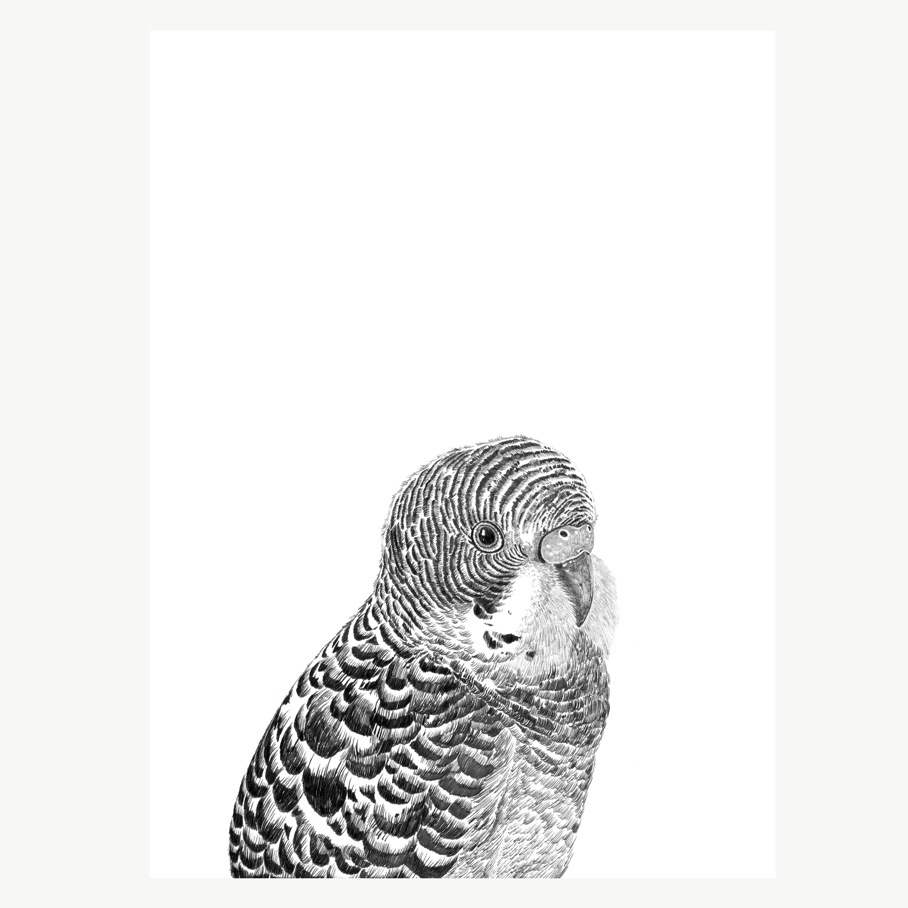 Budgie Bird Print