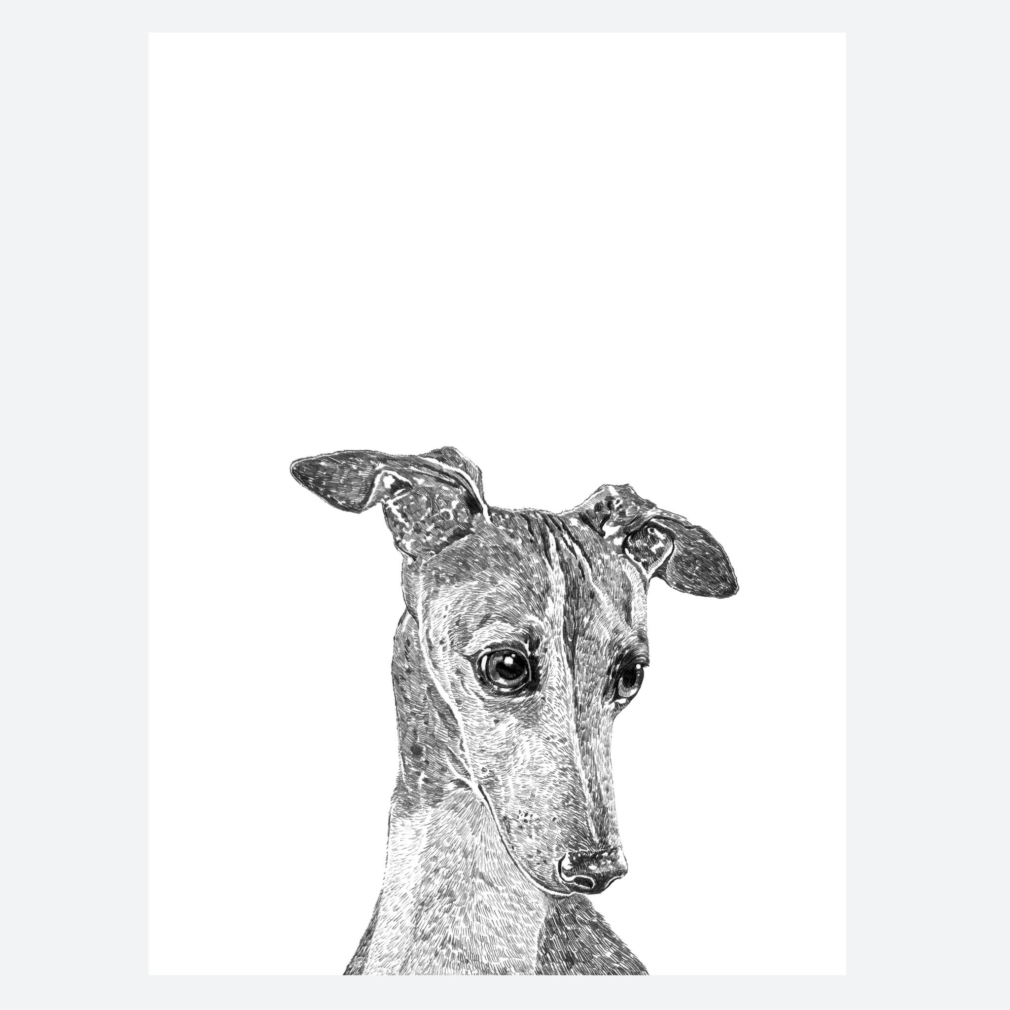 Greyhound Dog Print