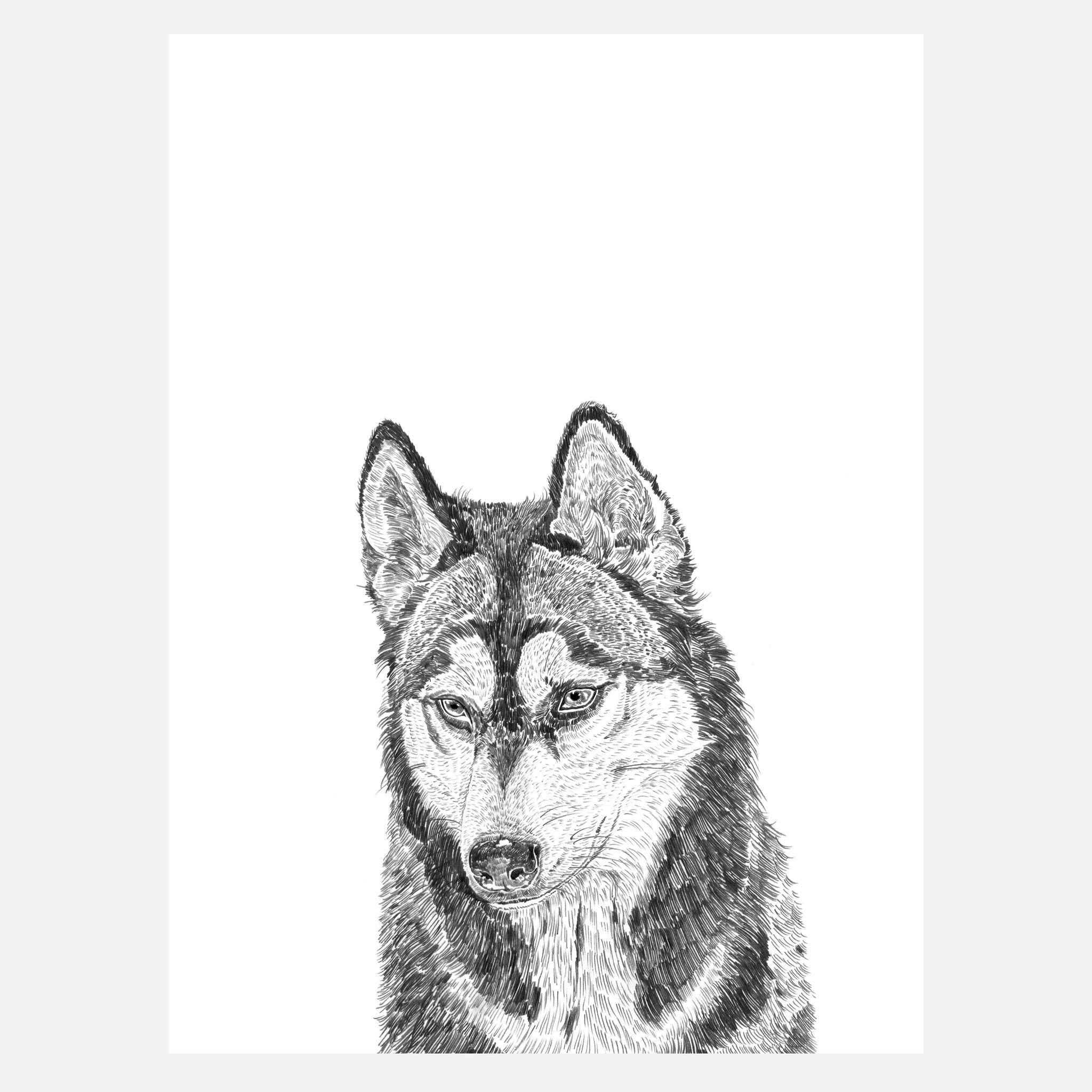 Huskie Dog Print
