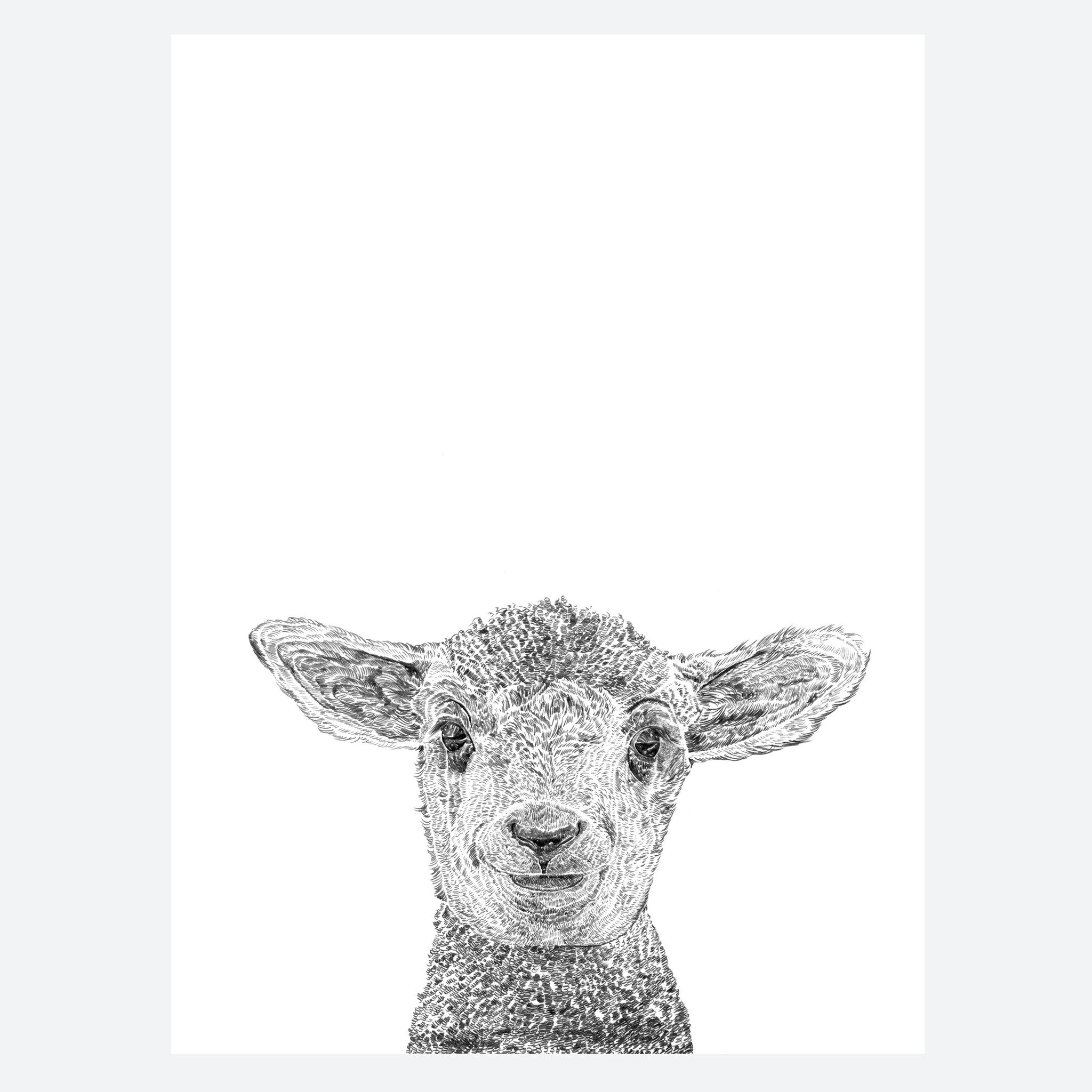 Lamb Print