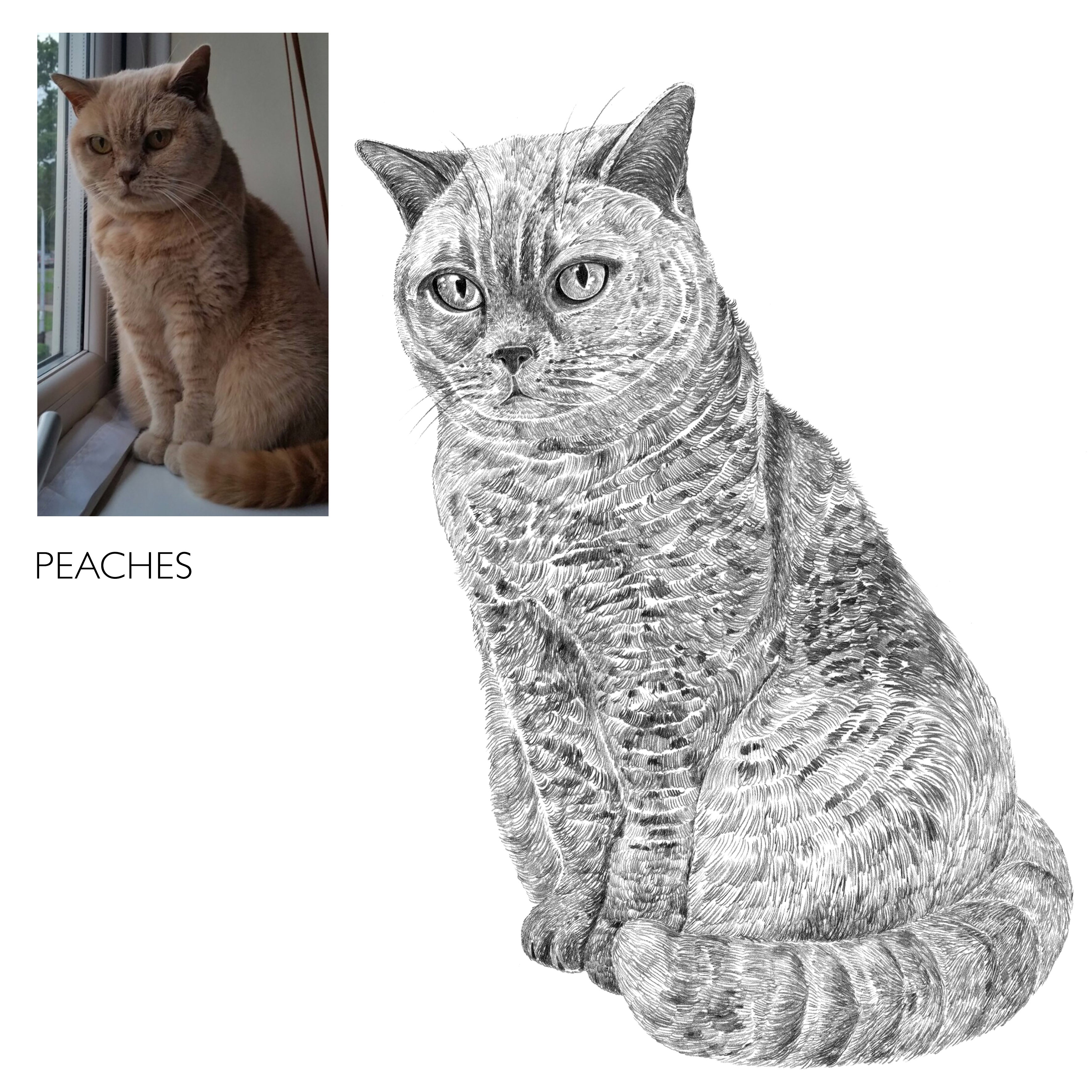 Bespoke Cat Portrait
