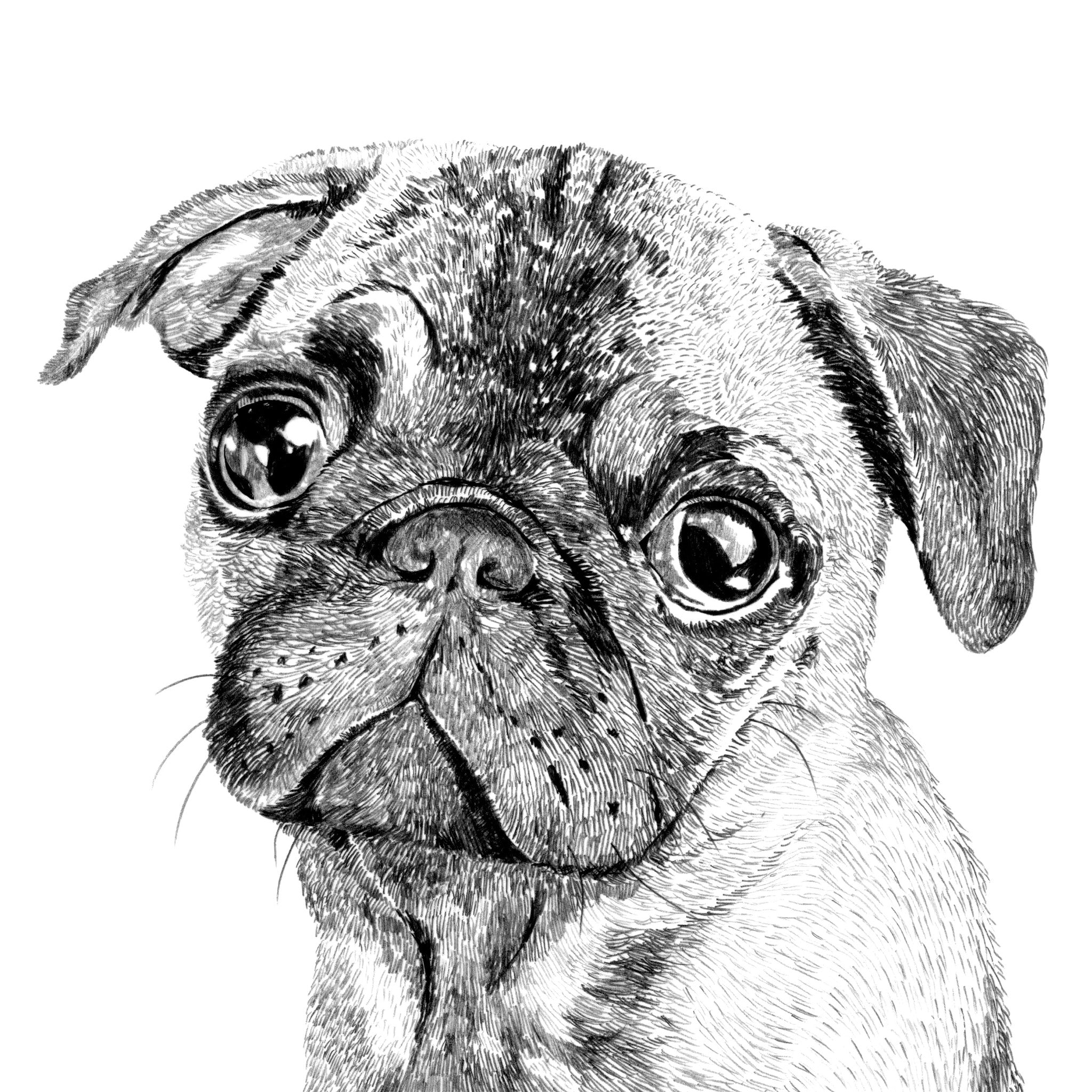 Pug Dog Print