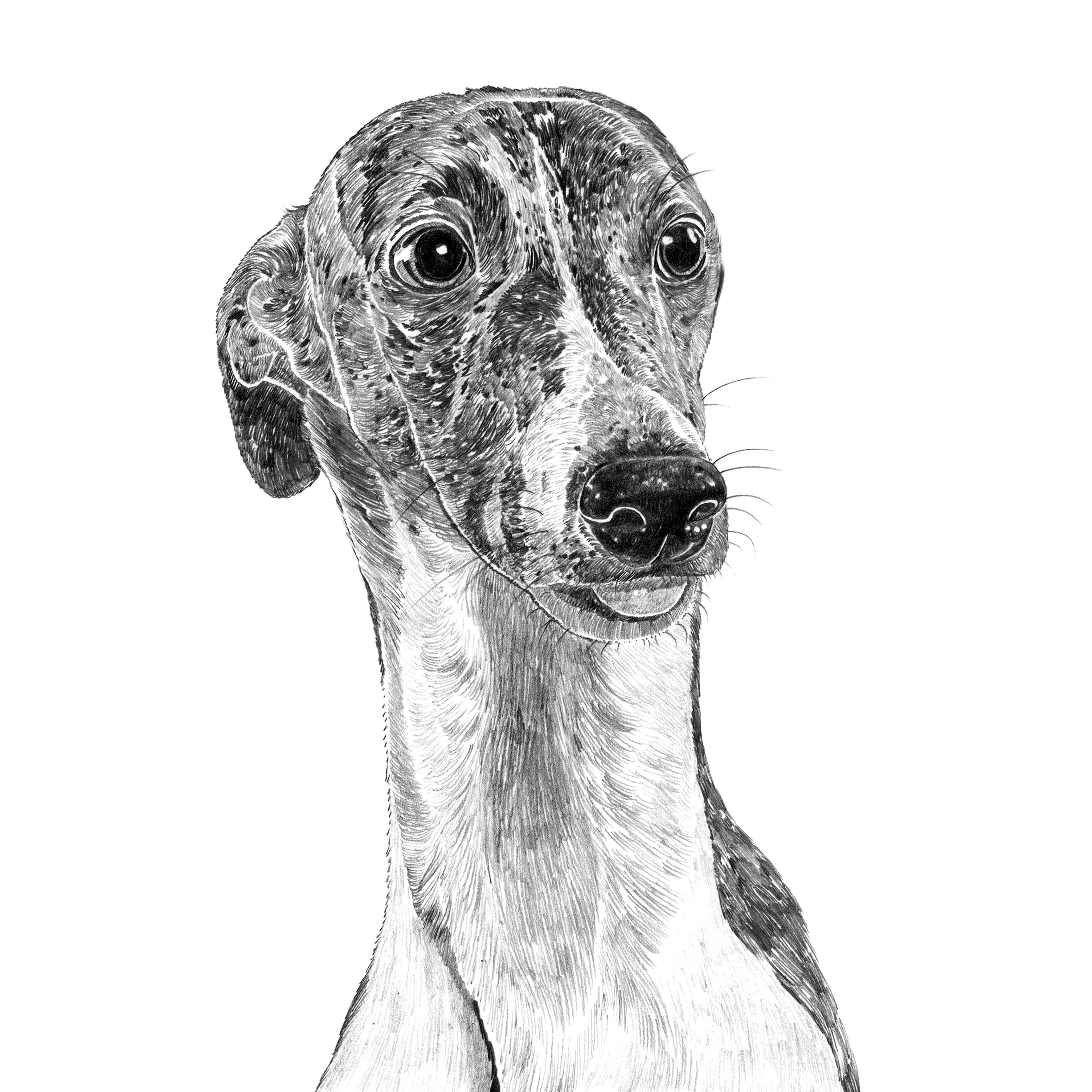 Whippet Dog Art Print