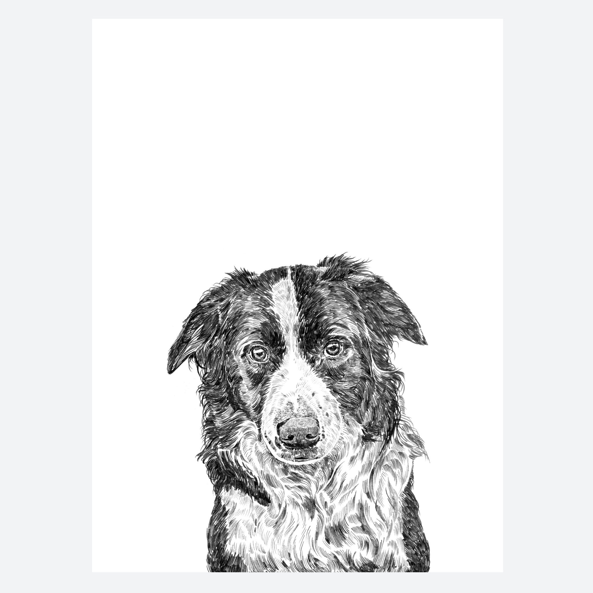 Border Collie Dog Print