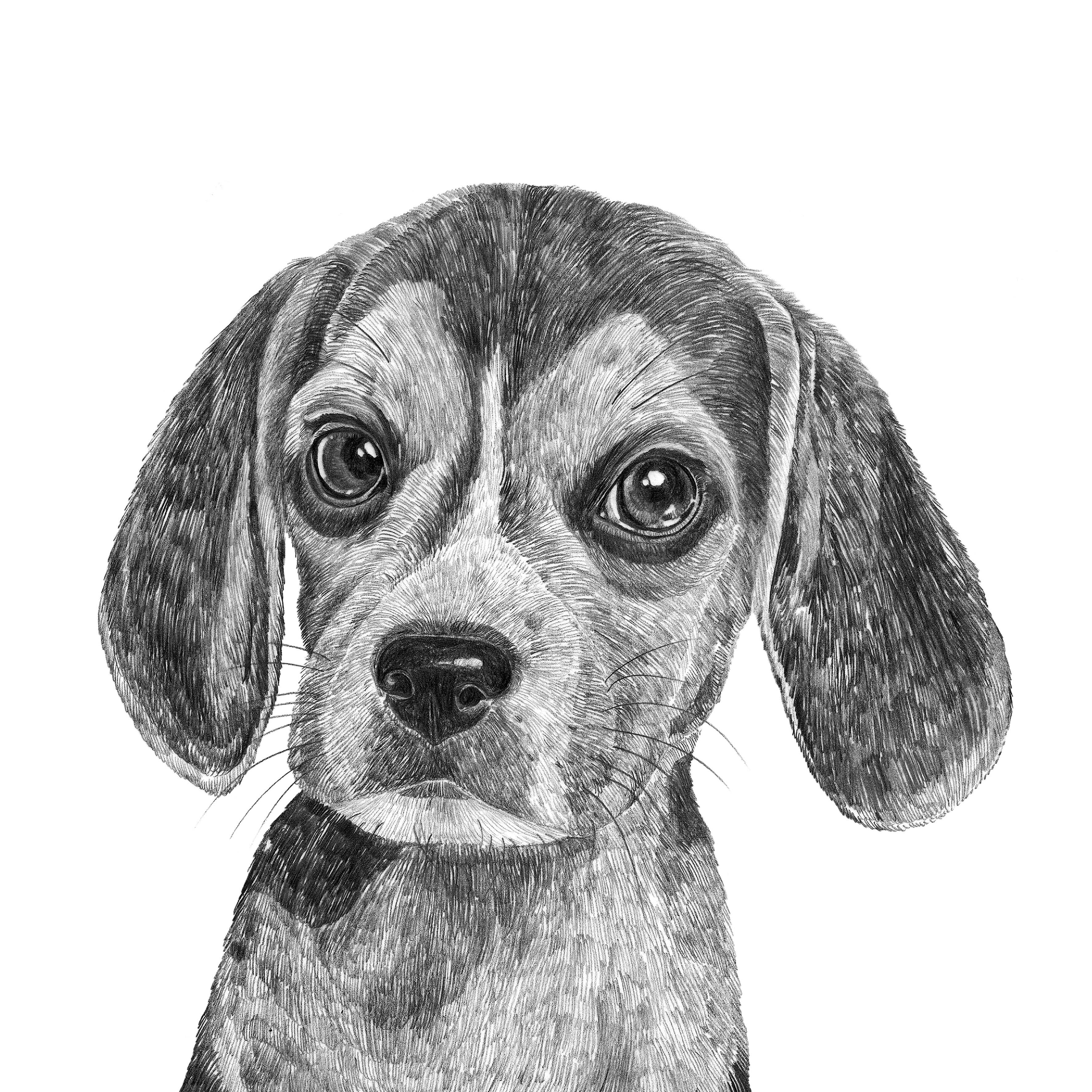 Beagle Puppy Dog Print