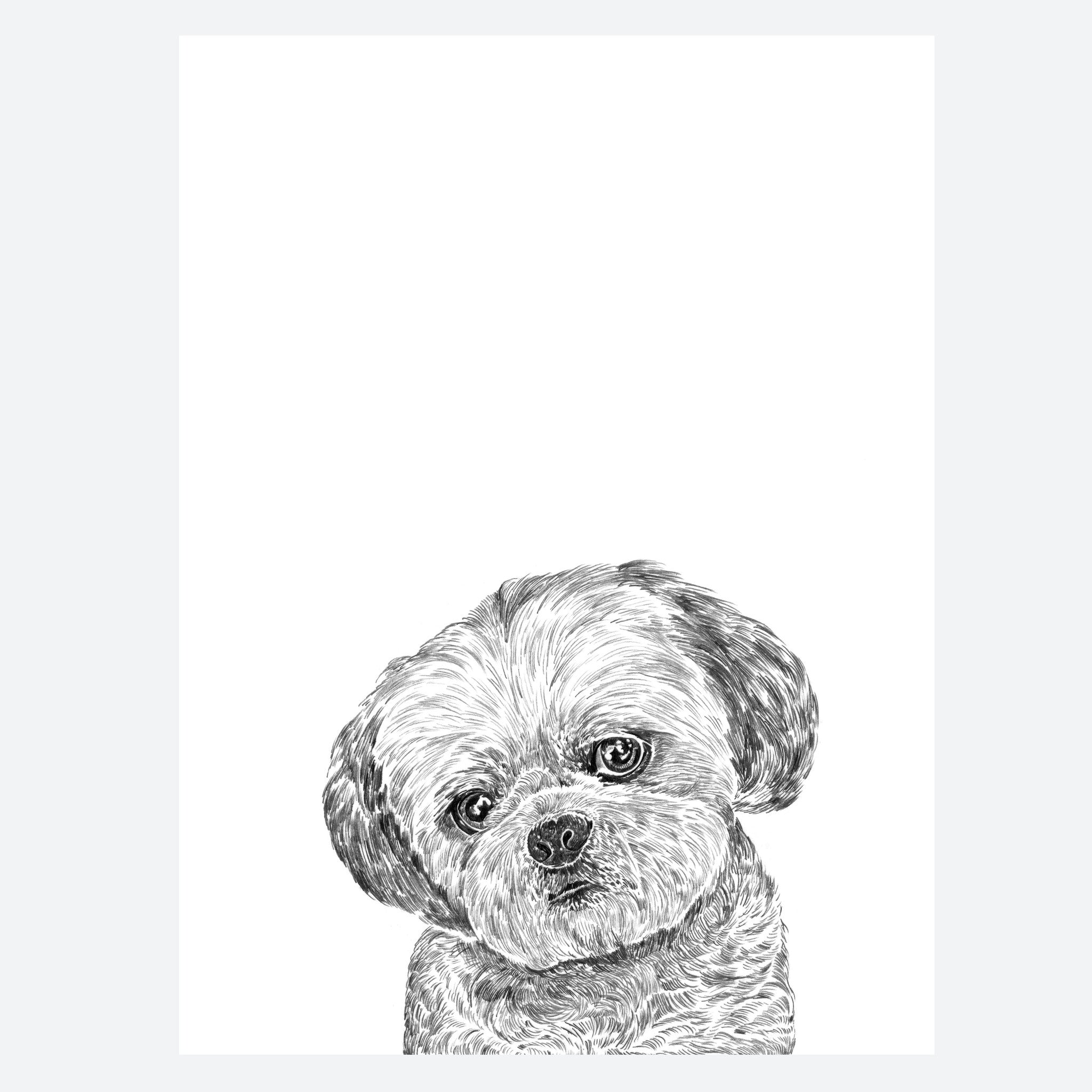 Shih Tzu Dog Art Print