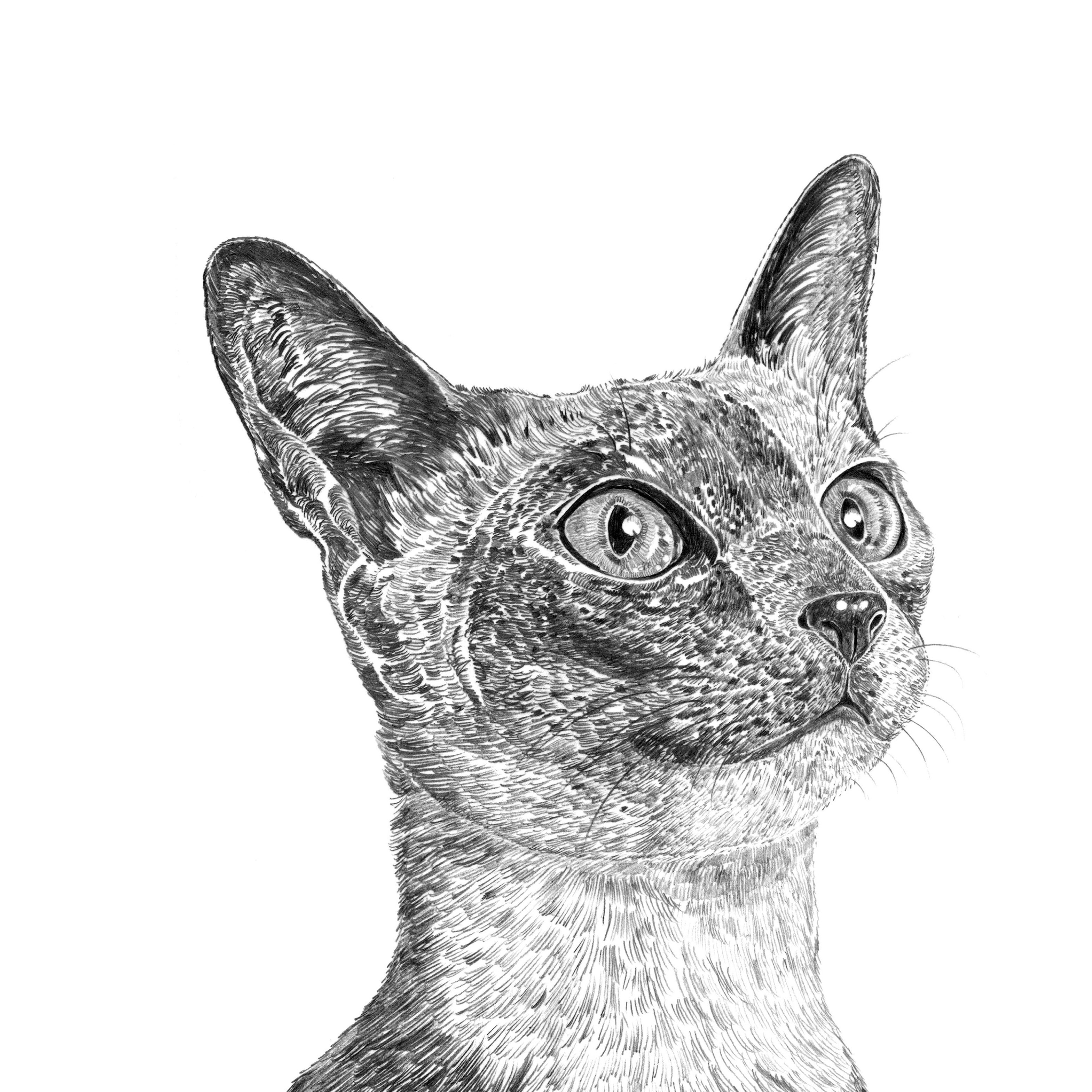 Cat - Siamese Print
