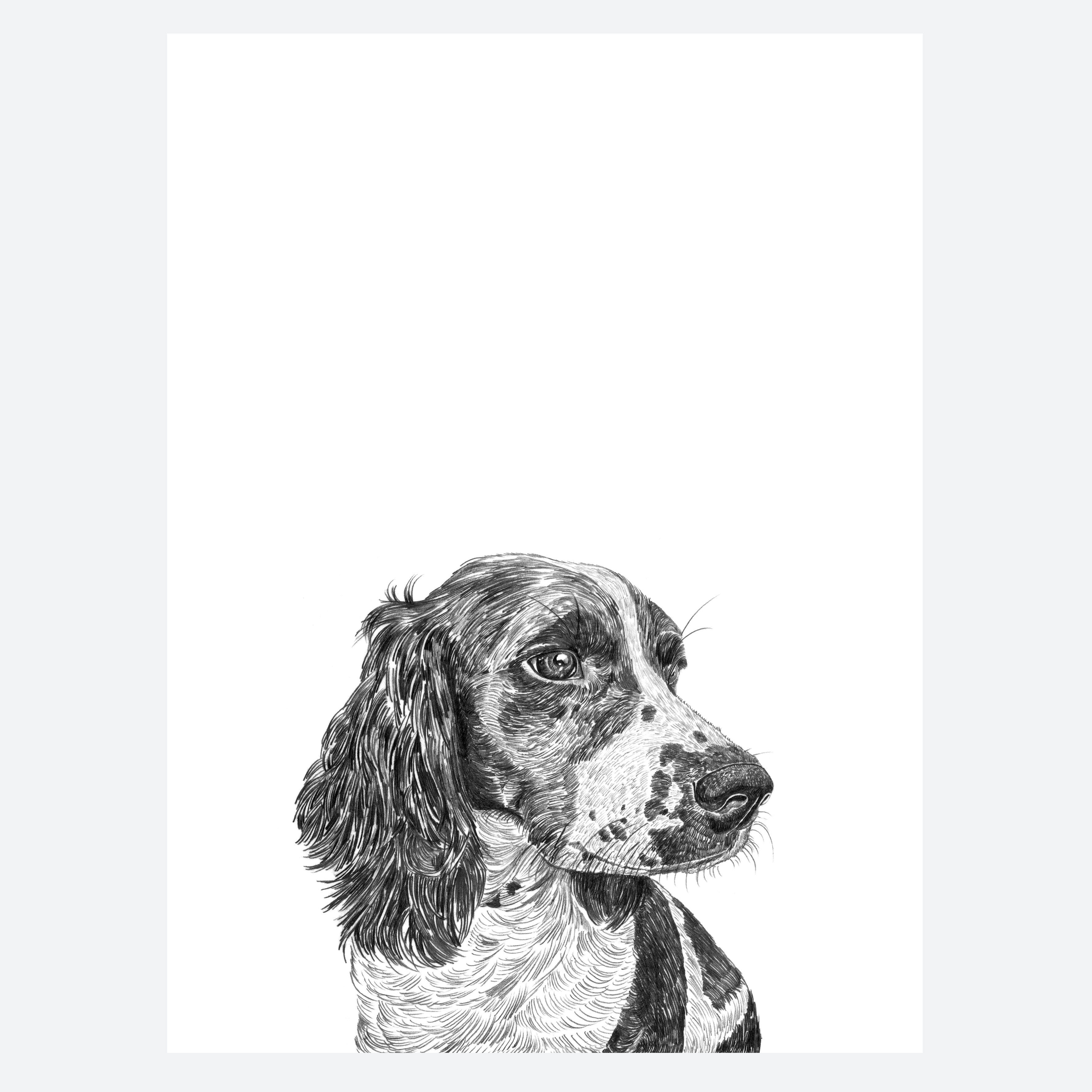 Grey sales springer spaniel