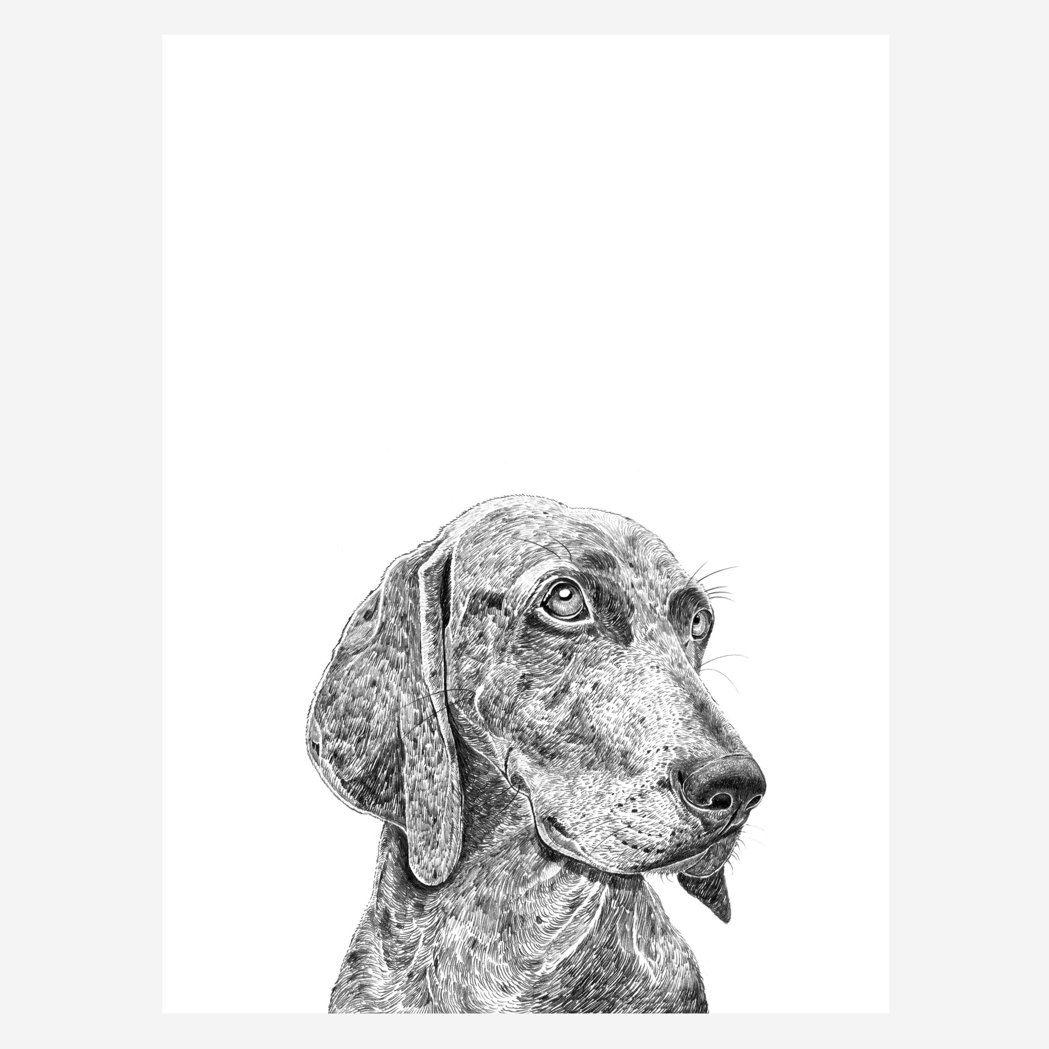 Weimaraner Dog Print
